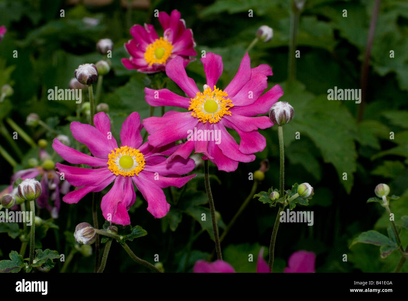 Anemone  - Pink Wind Flower Stock Photo