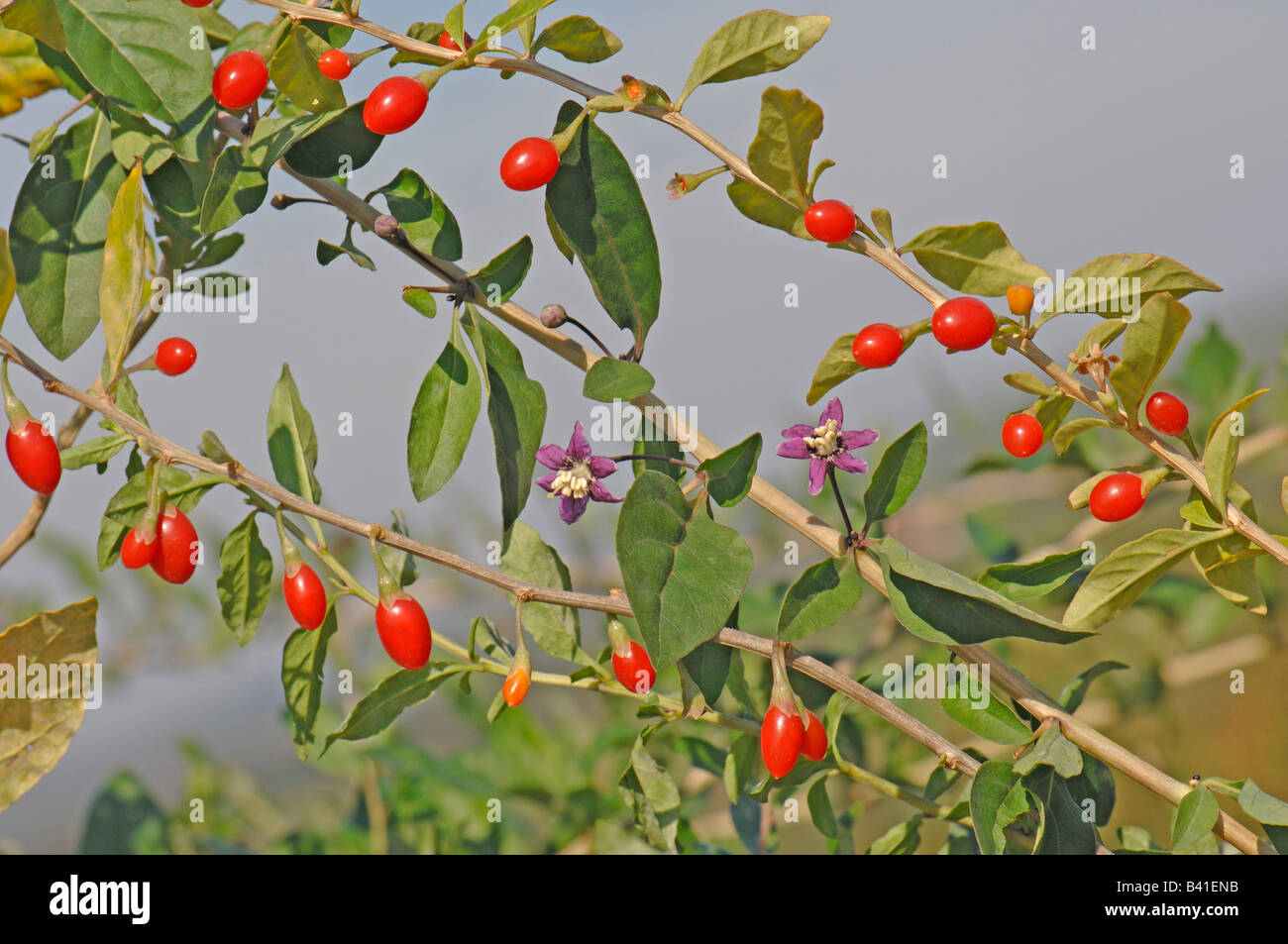 Boxthorn, Chinese Wolfberry (Lycium barbarum), twig with fruit and flowers Stock Photo