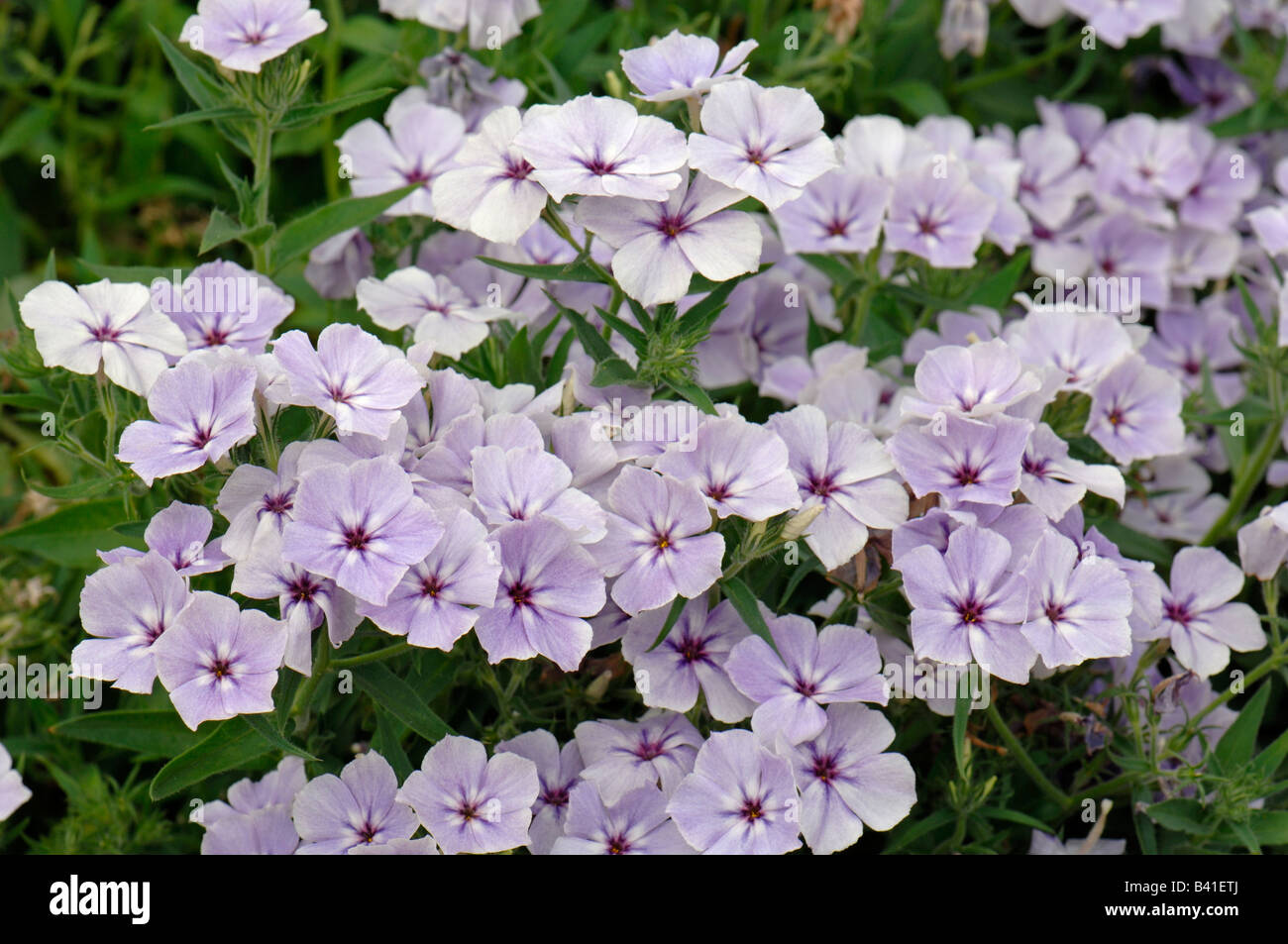 Annual Phlox (Phlox drummondii), variety: Phoenix Lilac Touch, flowering Stock Photo