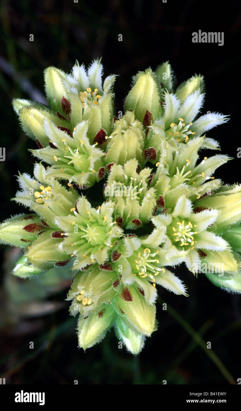 botany, Houseleek, (Sempervivum), Jovibarba hirta, (Sempervivum hirtum), blossoms, Crassulaceae, Rosidae, Rosales, Stock Photo
