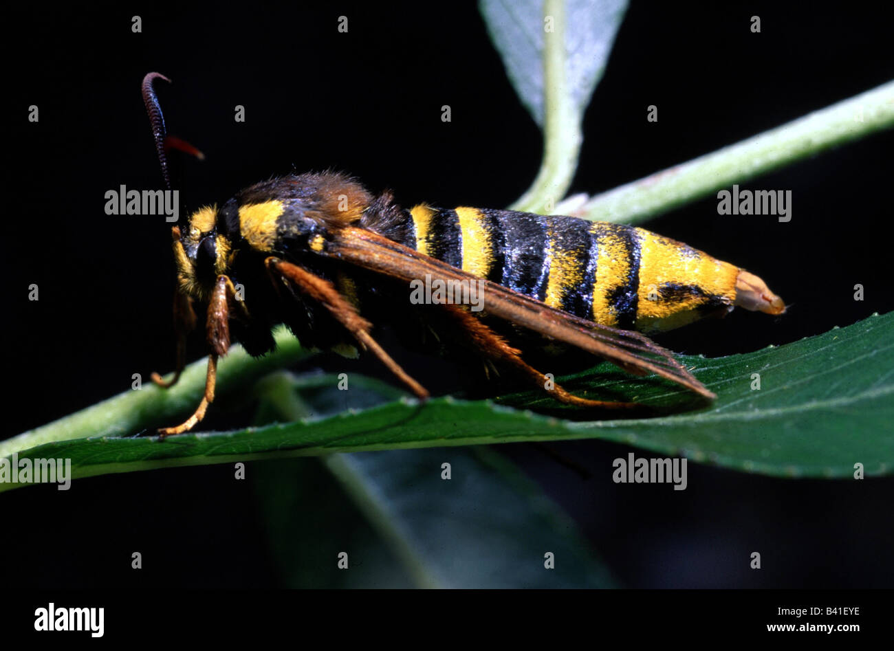 zoology / animals, insect, butterflies, Hornet moth, (Aegeria apiformis), at leaf, distribution: Europe, Northern Asia, clearwin Stock Photo