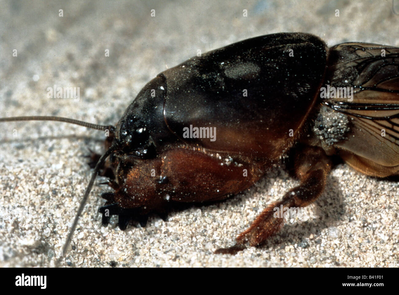 zoology / animals, insects, locusts, Mole Cricket, (Gryllotalpa