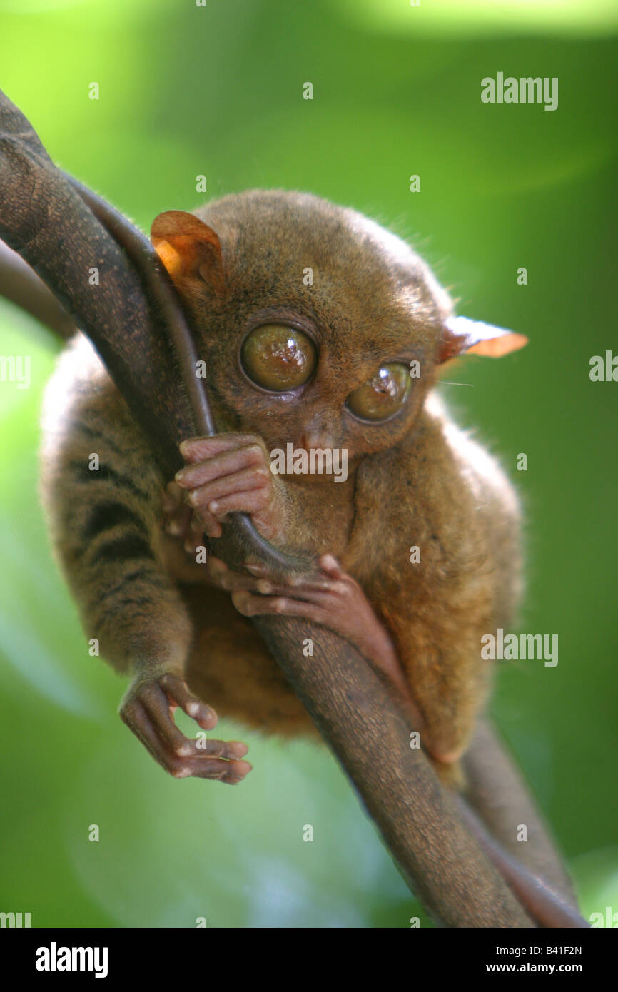 Tarsier on tree branch Stock Photo - Alamy