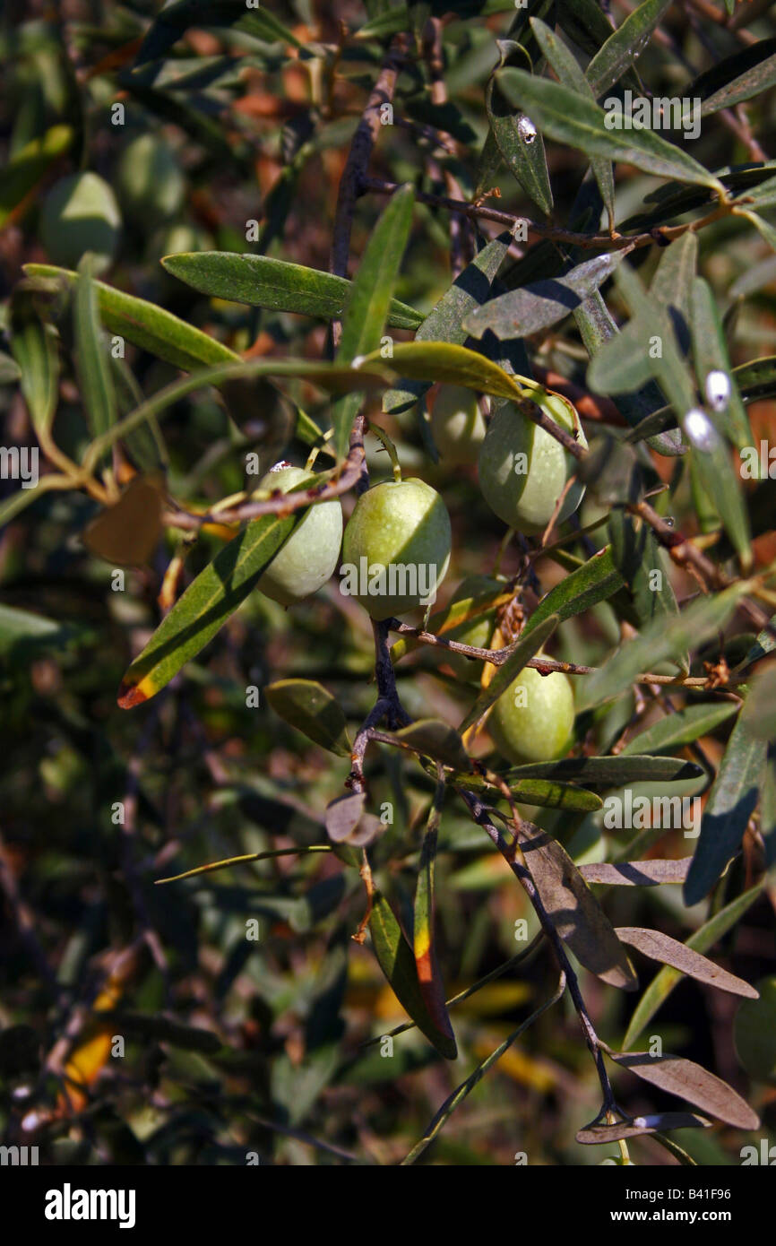 OLEA. OLIVE TREE WITH FRUIT GROWING IN GREECE Stock Photo Alamy