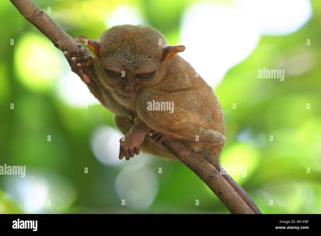 Tarsier on tree branch Stock Photo - Alamy