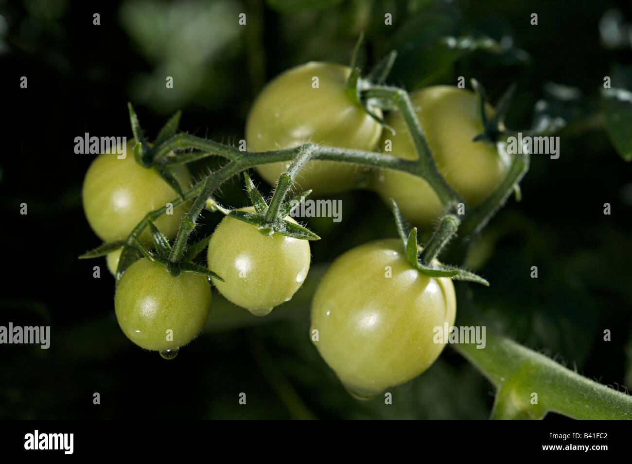 Young tomatoes hi-res stock photography and images - Alamy
