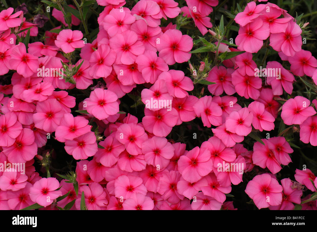 Annual Phlox (Phlox drummondii), variety: Phoenix Pink, flowering Stock Photo