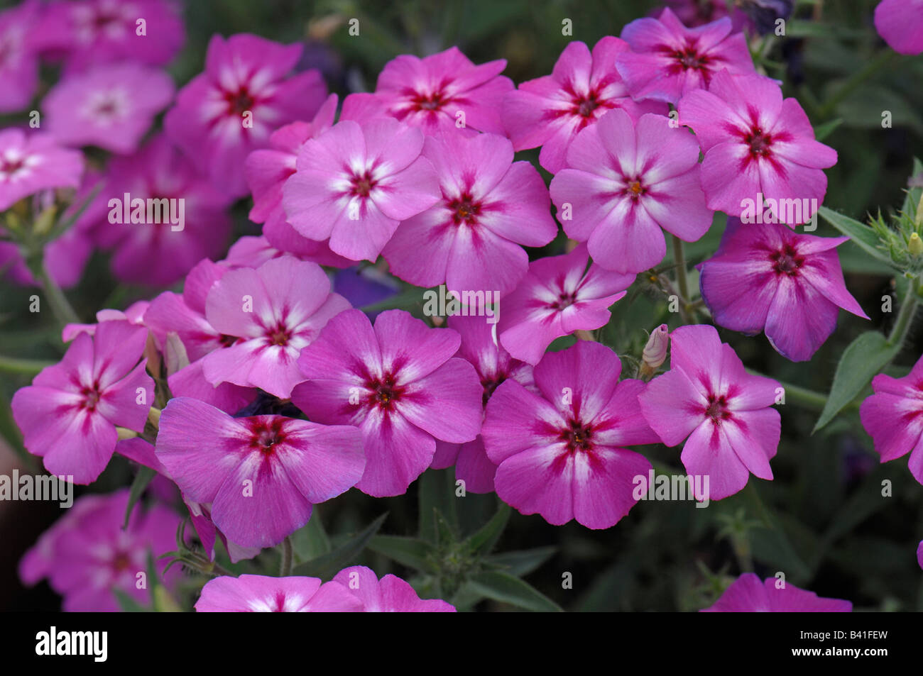 Annual Phlox (Phlox drummondii), variety: Phoenix Purple, flowering Stock Photo