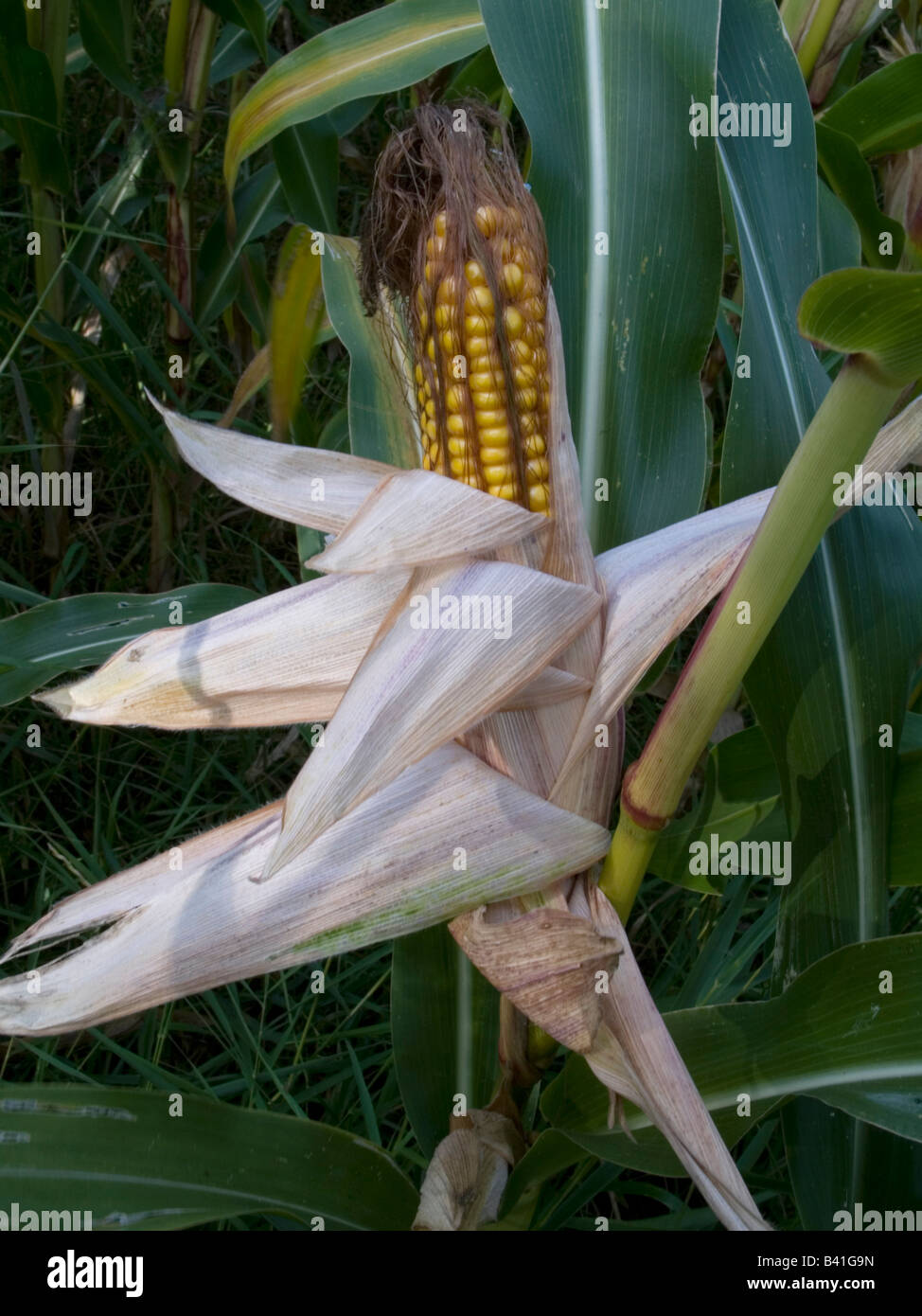 Corncob. Stock Photo