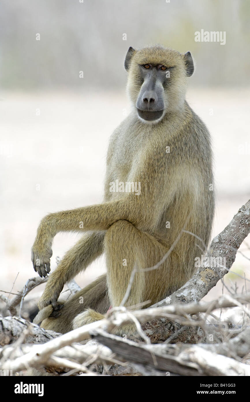 Portrait of a Yellow Baboon Papio cynocephalus searching for food, Selous Game Reserve Tanzania Stock Photo