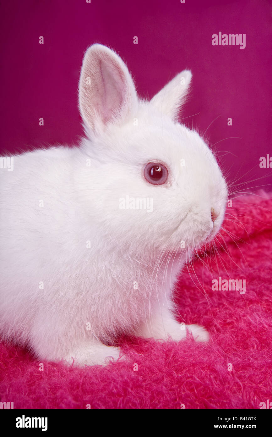 White Netherland Dwarf Bunny Rabbit on hot pink background Stock Photo