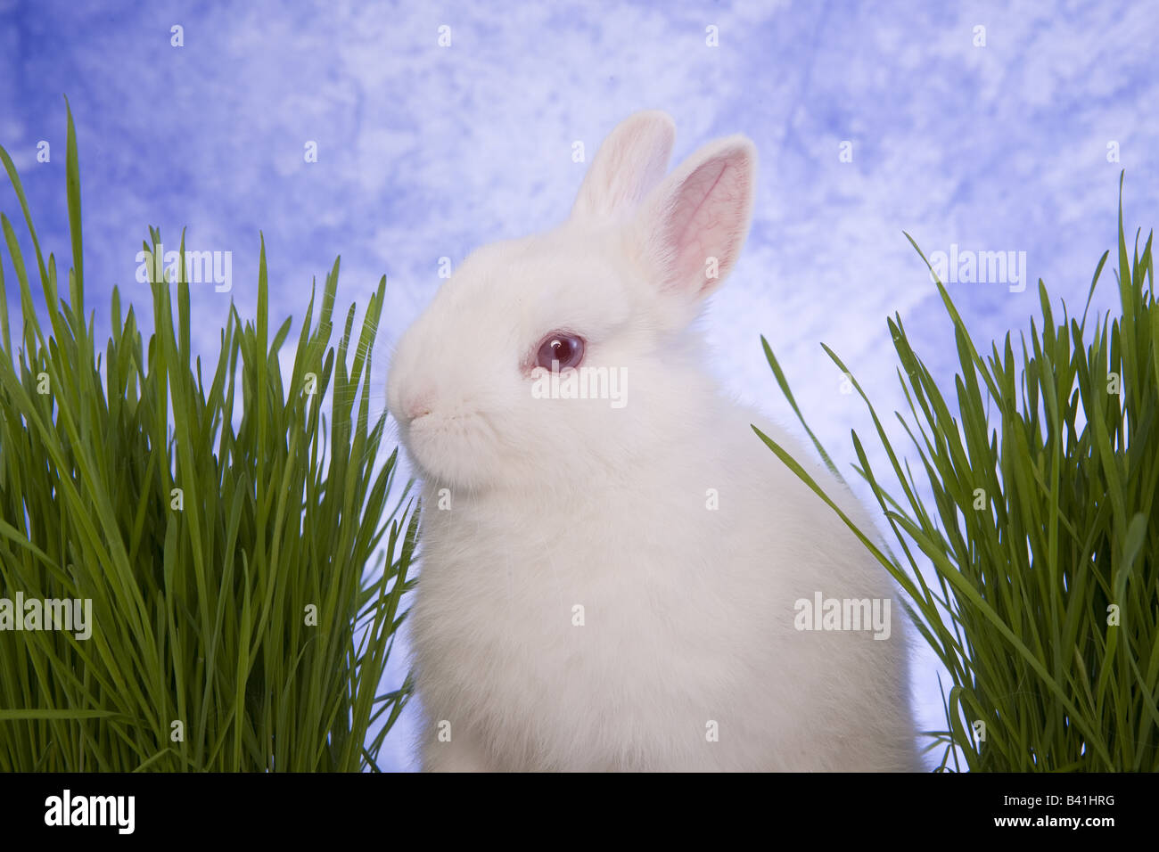White Netherland Dwarf Bunny Rabbit eating with green grass and blue