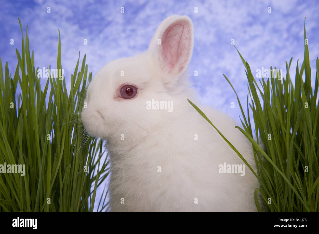 White Netherland Dwarf Bunny Rabbit eating with green grass and blue