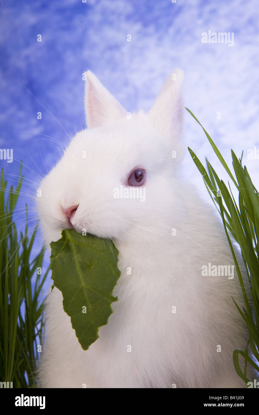 White Netherland Dwarf Bunny Rabbit eating with green grass and blue