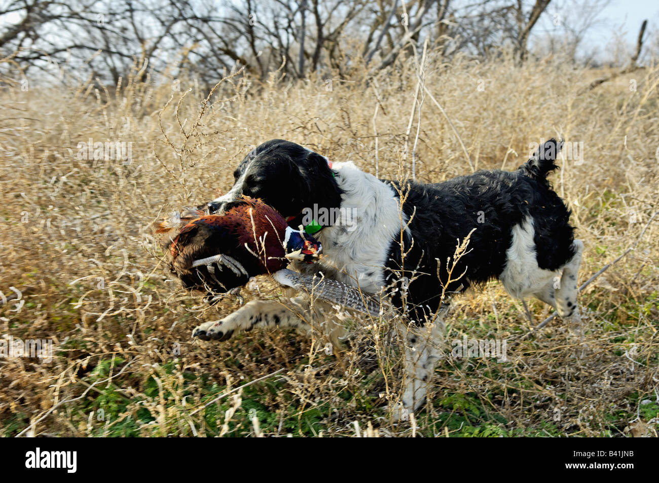 French Brittany Retrieving Dead Pheasant Kansas Stock Photo