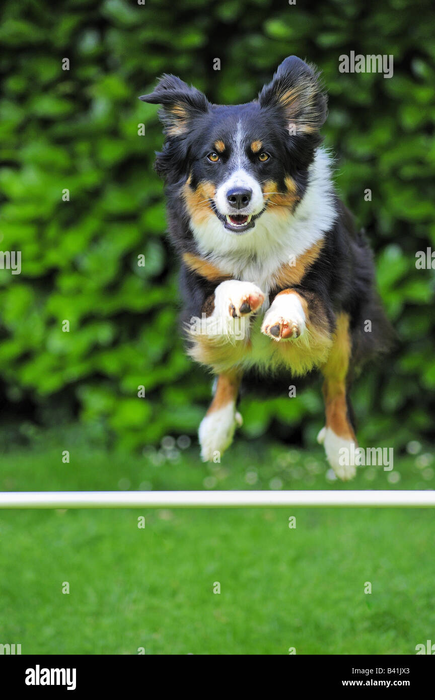 A Border Collie crossbreed jumping over a bar - caught in mid-flight. Stock Photo
