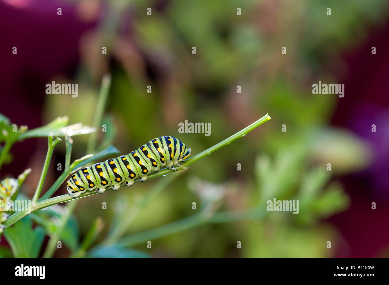 Black Swallowtail caterpillar feeds on parsley plant, USA Stock Photo