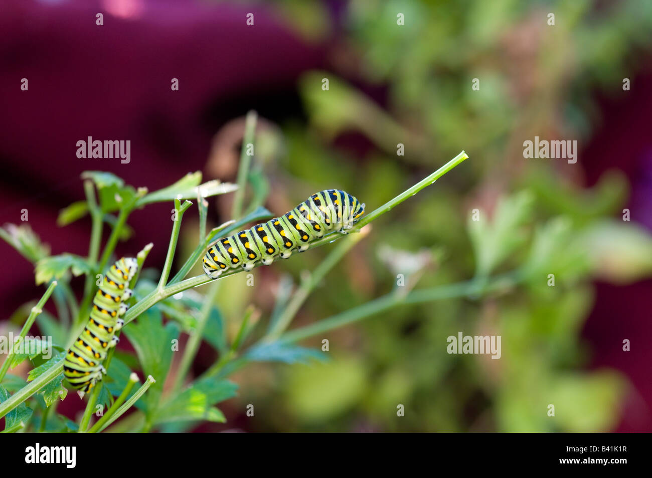 Black Swallowtail caterpillar feeds on parsley plant, USA Stock Photo