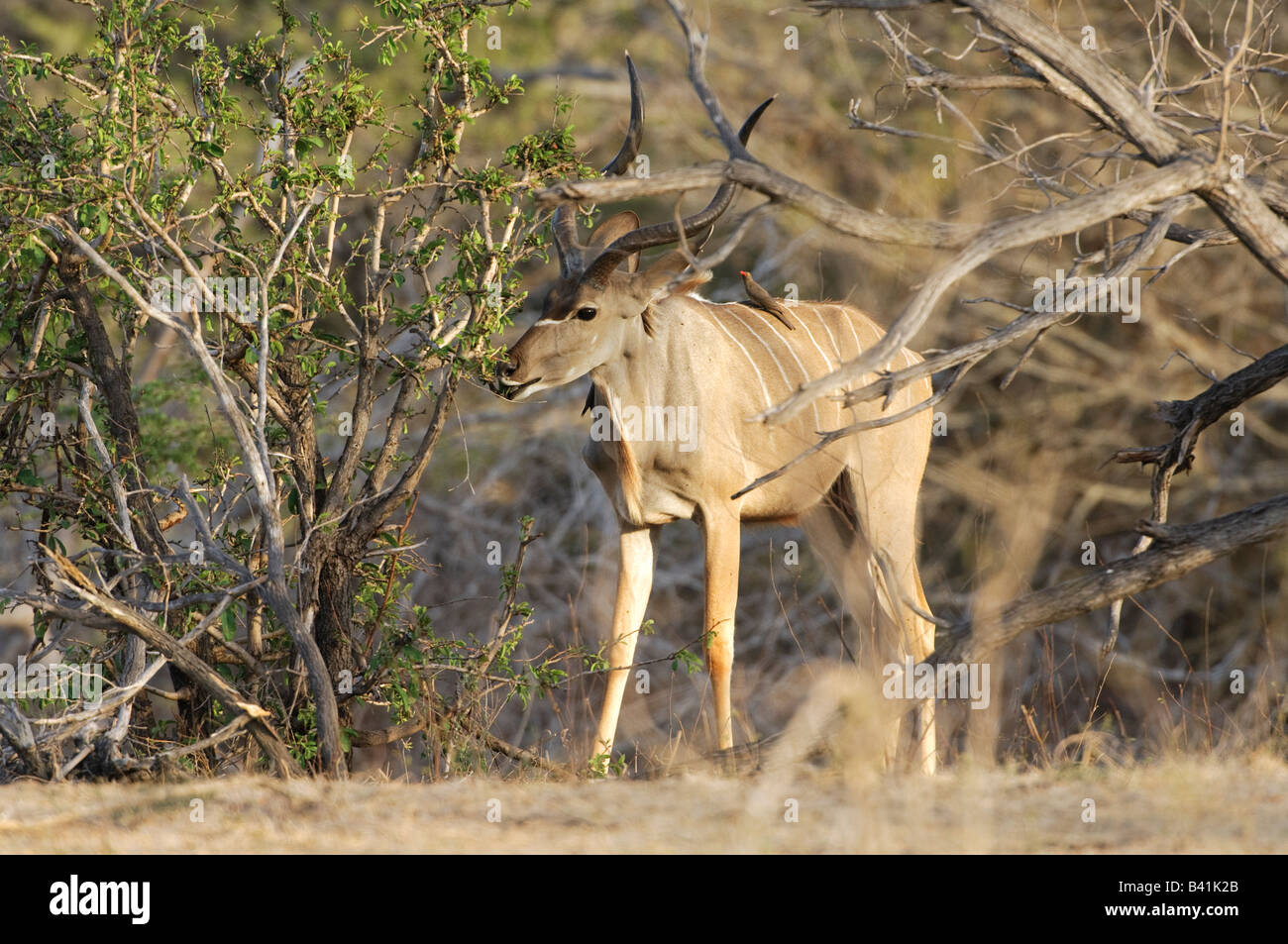 Greater Kudu male Tragelaphus strepsiceros feeding on shrubs in preferred habitat, Selous Game Reserve Tanzania Stock Photo