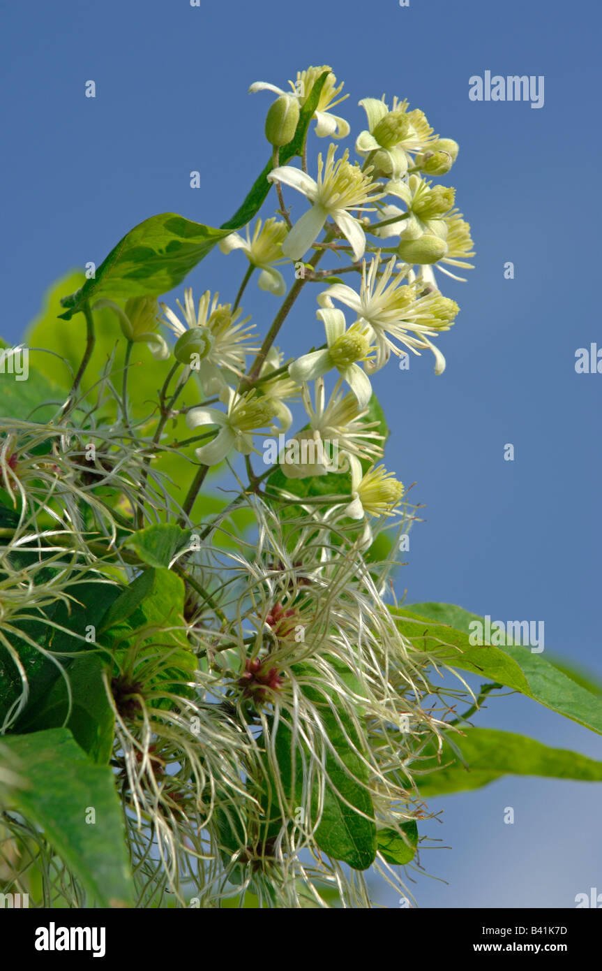 Old man s beard, Travellers Joy (Clematis vitalba) twig with flower and fruit Stock Photo