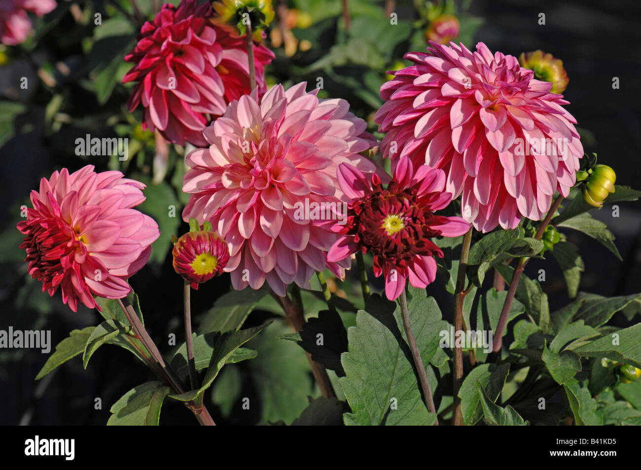 Dahlia (Dahlia sp.), variety: Sisley, flowers Stock Photo