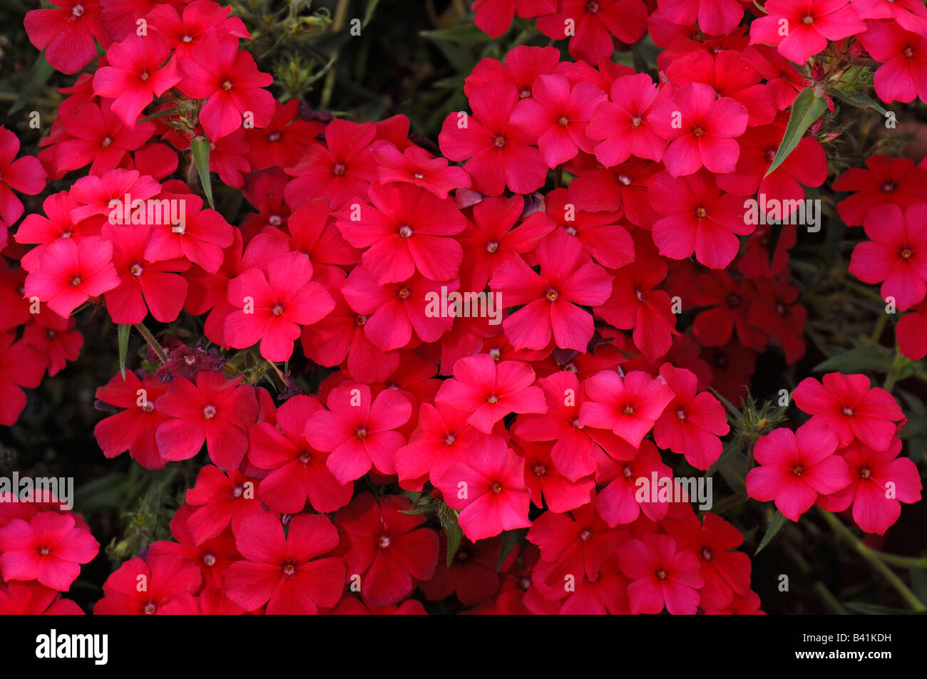 Annual Phlox (Phlox drummondii), variety: Phoenix Red, flowering Stock Photo
