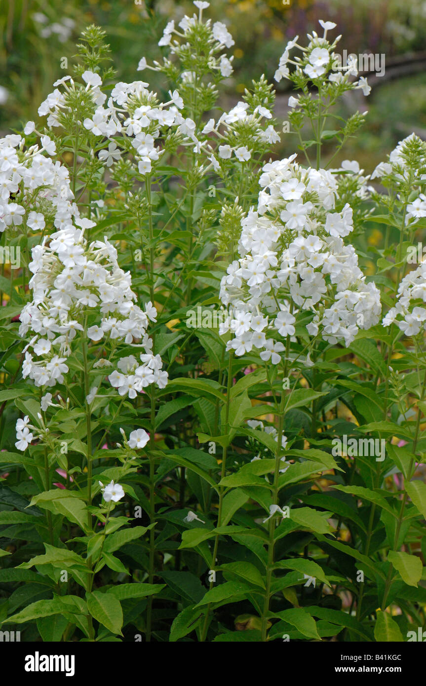 Largeleaf Phlox (Phlox amplifolia), variety: Weisse Wolke, flowering Stock Photo