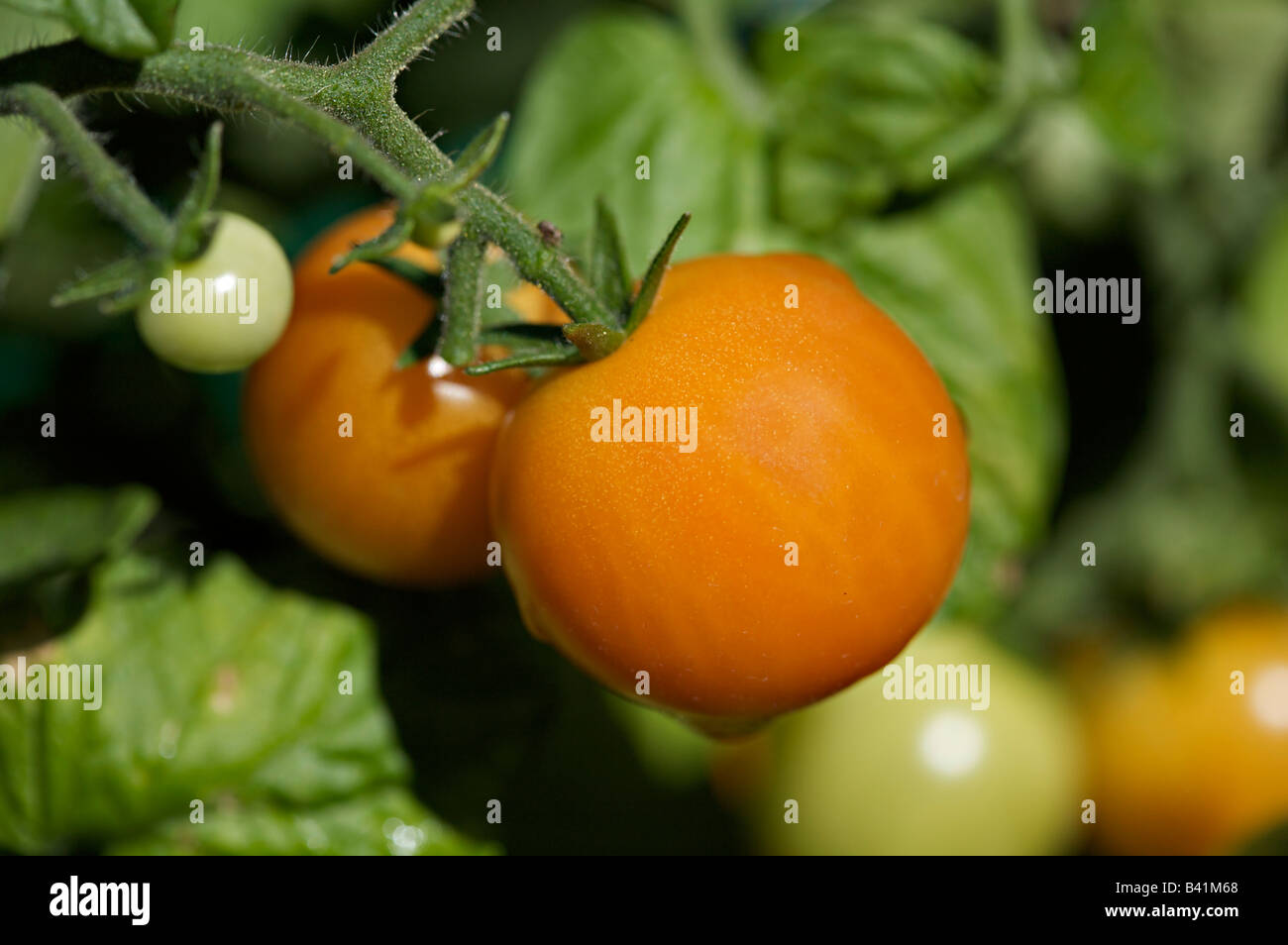 Tomato Cherry Ripe Ripe cherry tomatoes on the vine Stock Photo - Alamy