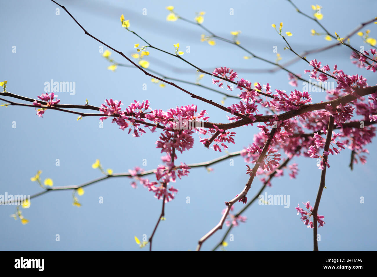 FLOWERING REDBUD TREE CERCIS CANADENSIS IN SPRING IN NORTHERN ILLINOIS USA Stock Photo