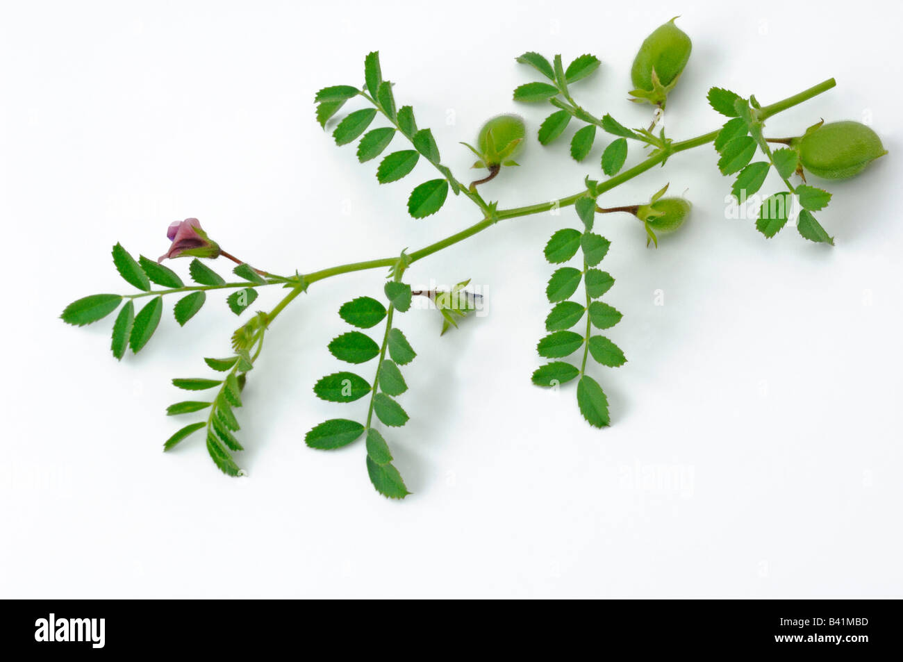 Chick Pea Chickpea (Cicer arietinum) twig with seedpots and flowers studio picture Stock Photo