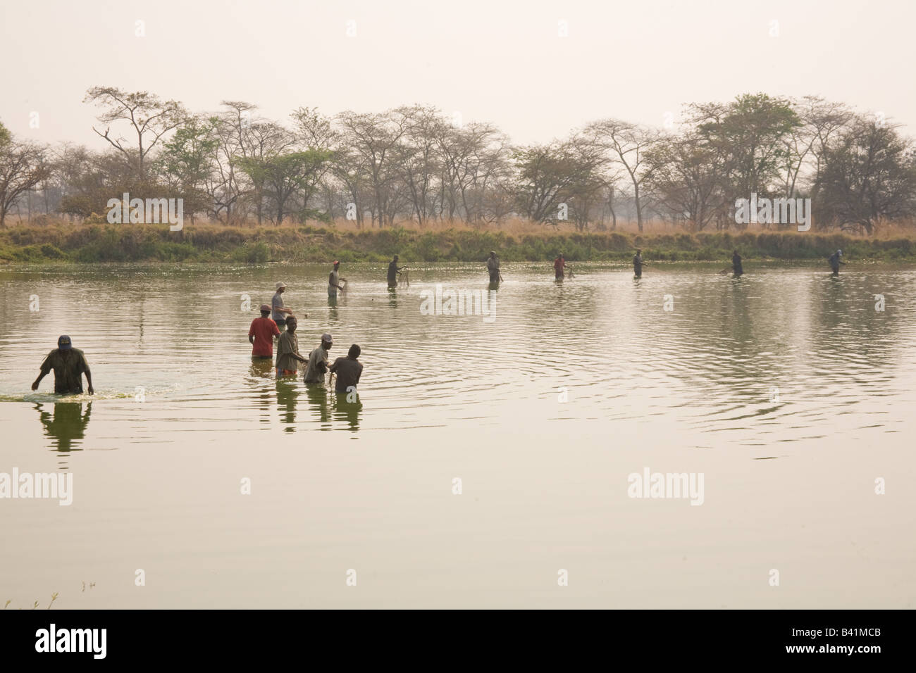 Harvesting tilapia fish from ponds at Kafue Fisheries the largest