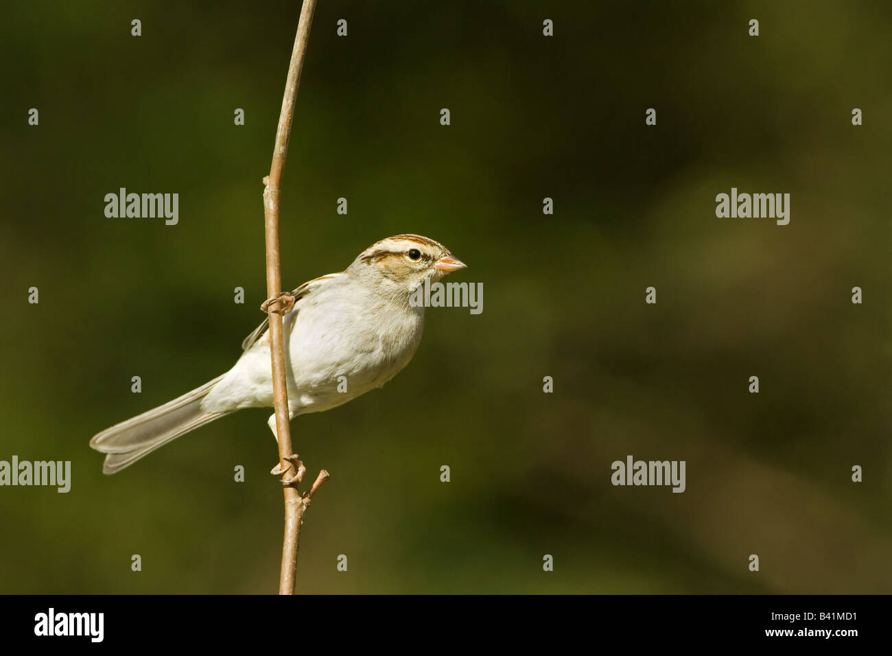 Chipping Sparrow Spizella passerina Stock Photo