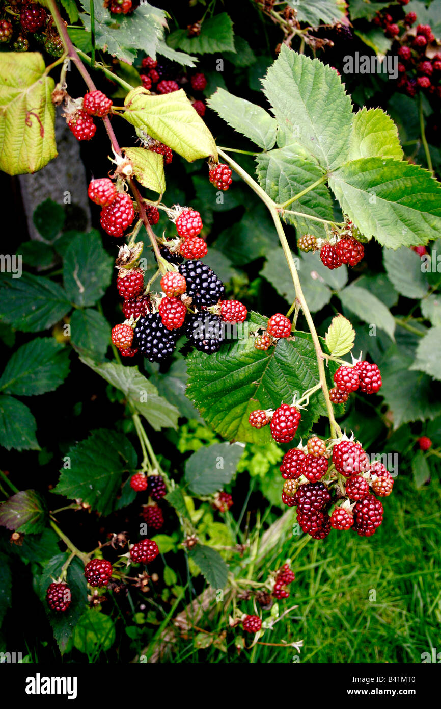 CULTIVATED THORNLESS ENGLISH BLACKBERRY IN AUTUMN. Stock Photo