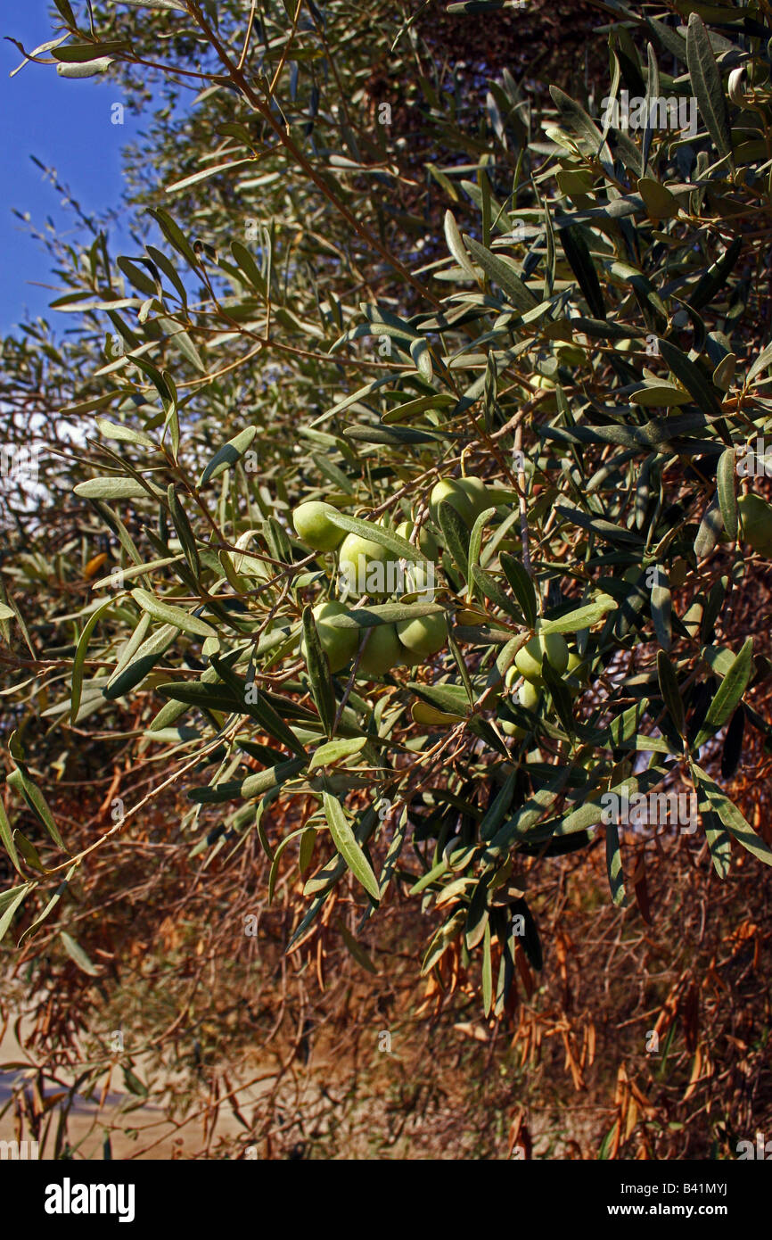 OLEA. OLIVE TREE WITH FRUIT GROWING IN GREECE Stock Photo Alamy