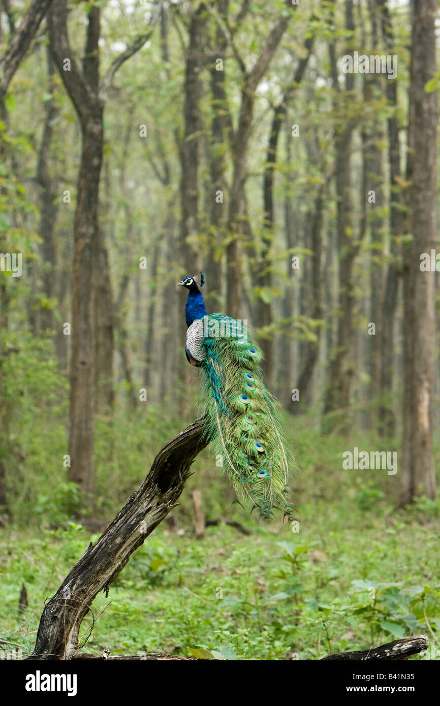 Peacock of india hi-res stock photography and images - Alamy