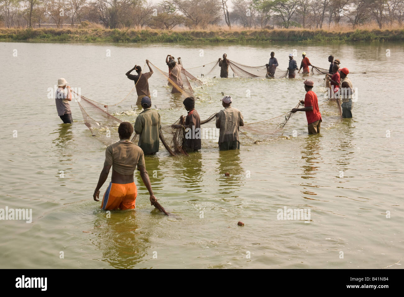 Harvesting tilapia fish from ponds at Kafue Fisheries the largest