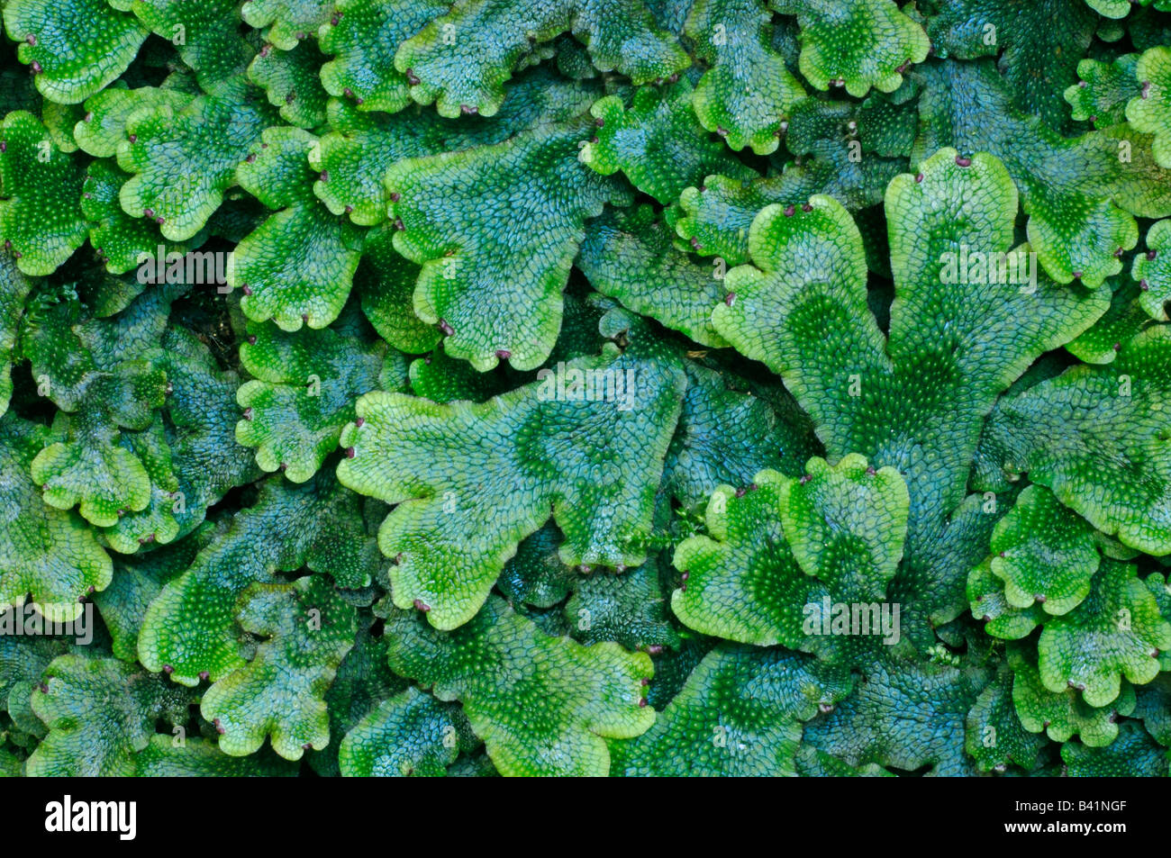 Liverwort (Marchantia polymorpha) with fruiting bodies Stock Photo