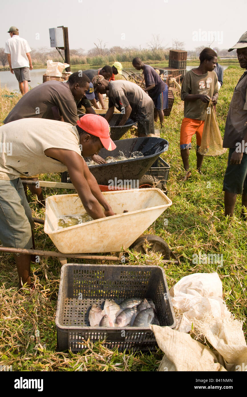 Harvested Tilapia fish at Kafue Fisheries the largest integrated pig