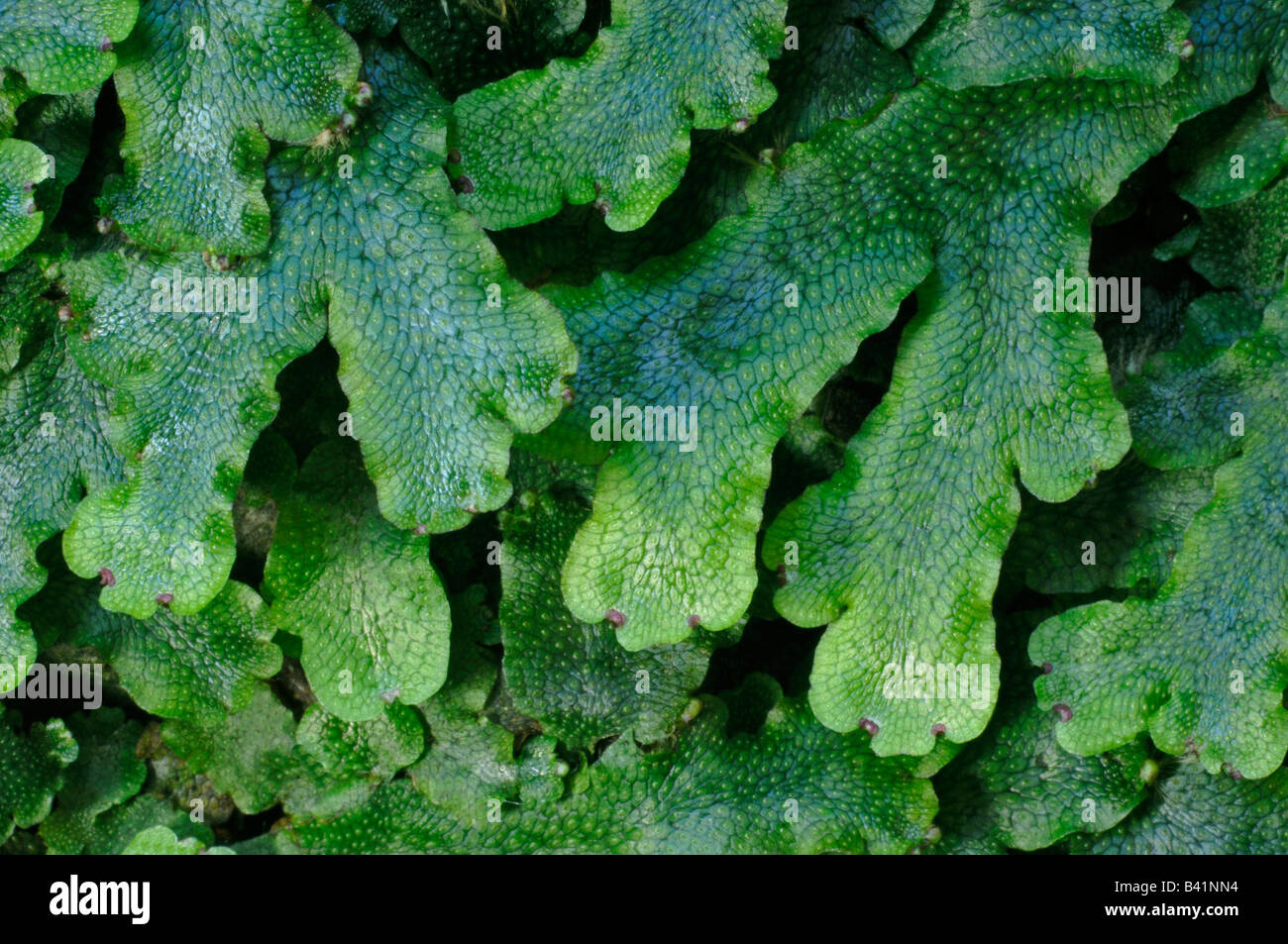 Liverwort (Marchantia polymorpha) with fruiting bodies Stock Photo