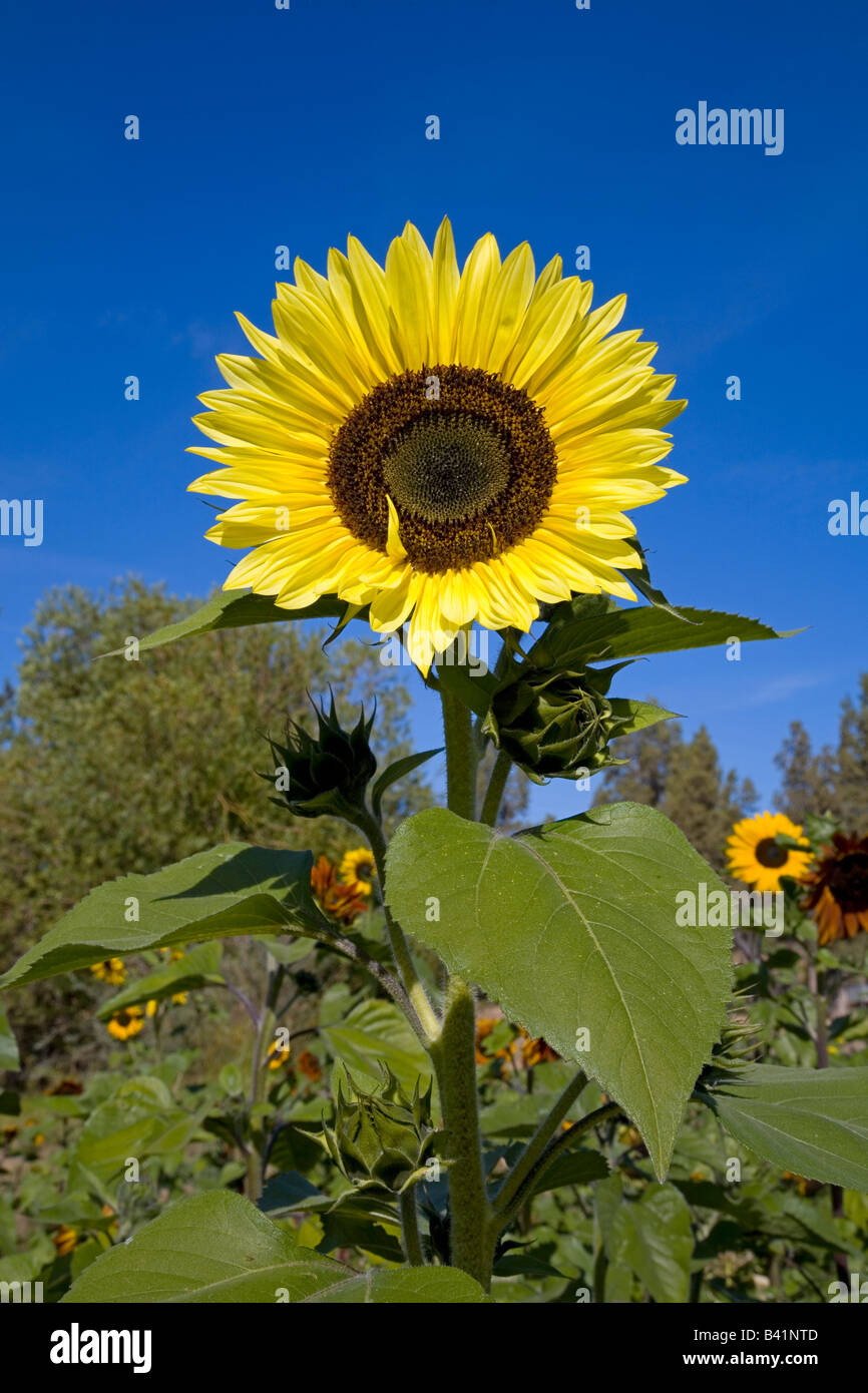 Detail of a giant sunflower in late summer growing on a farm in Central Oregon Stock Photo Alamy