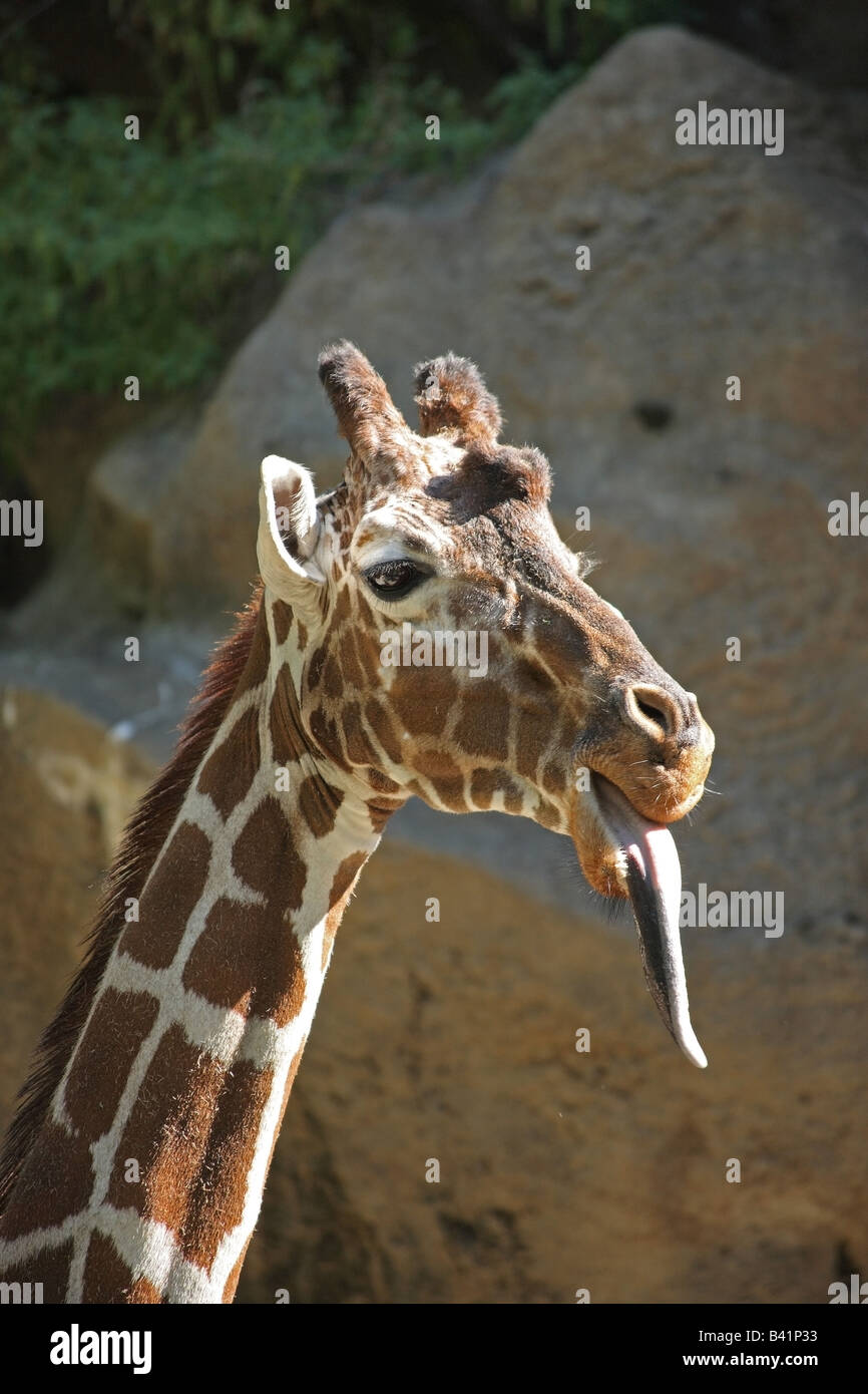 Giraffe with his tongue sticking out Stock Photo