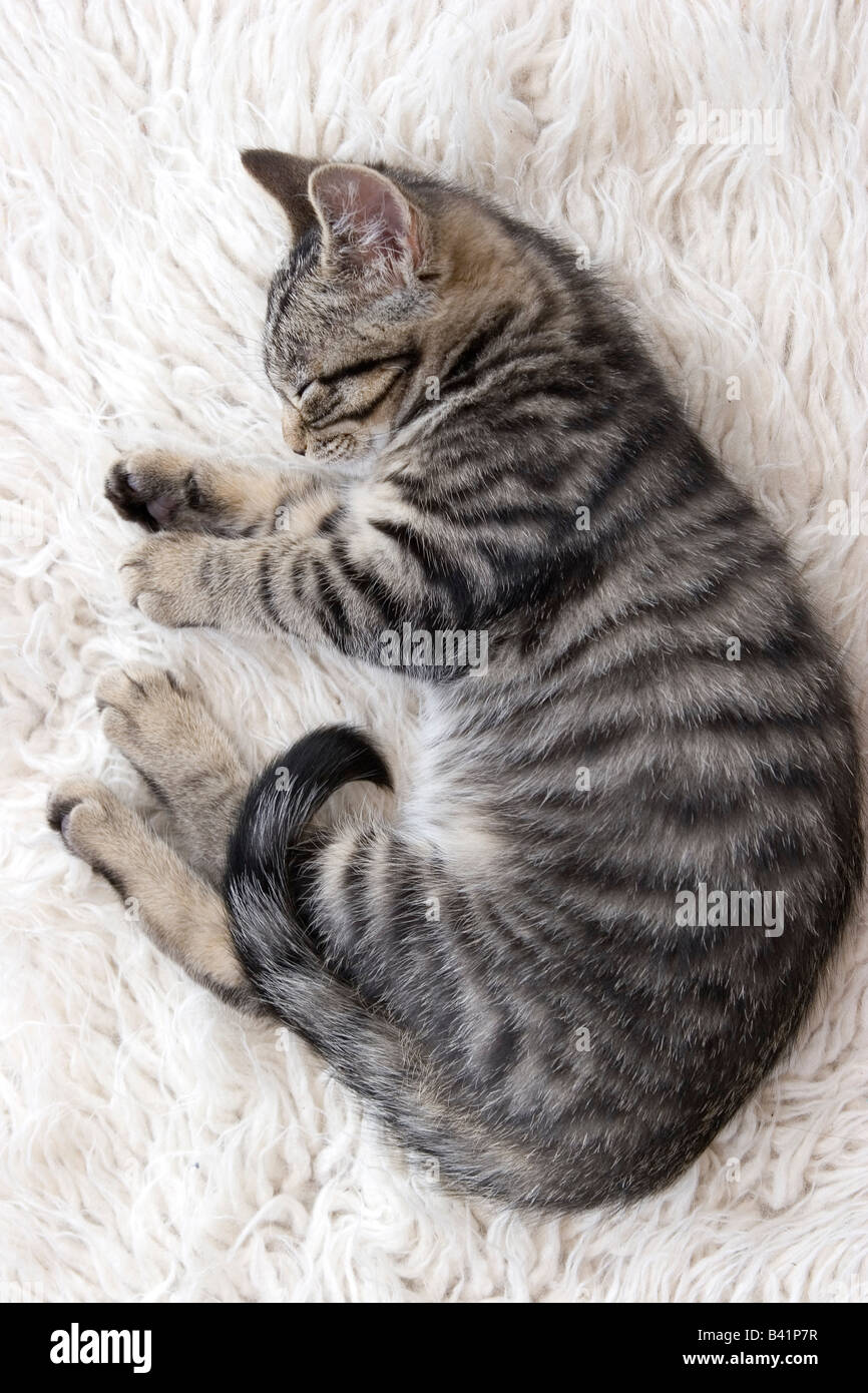 A cute sleeping kitten Stock Photo