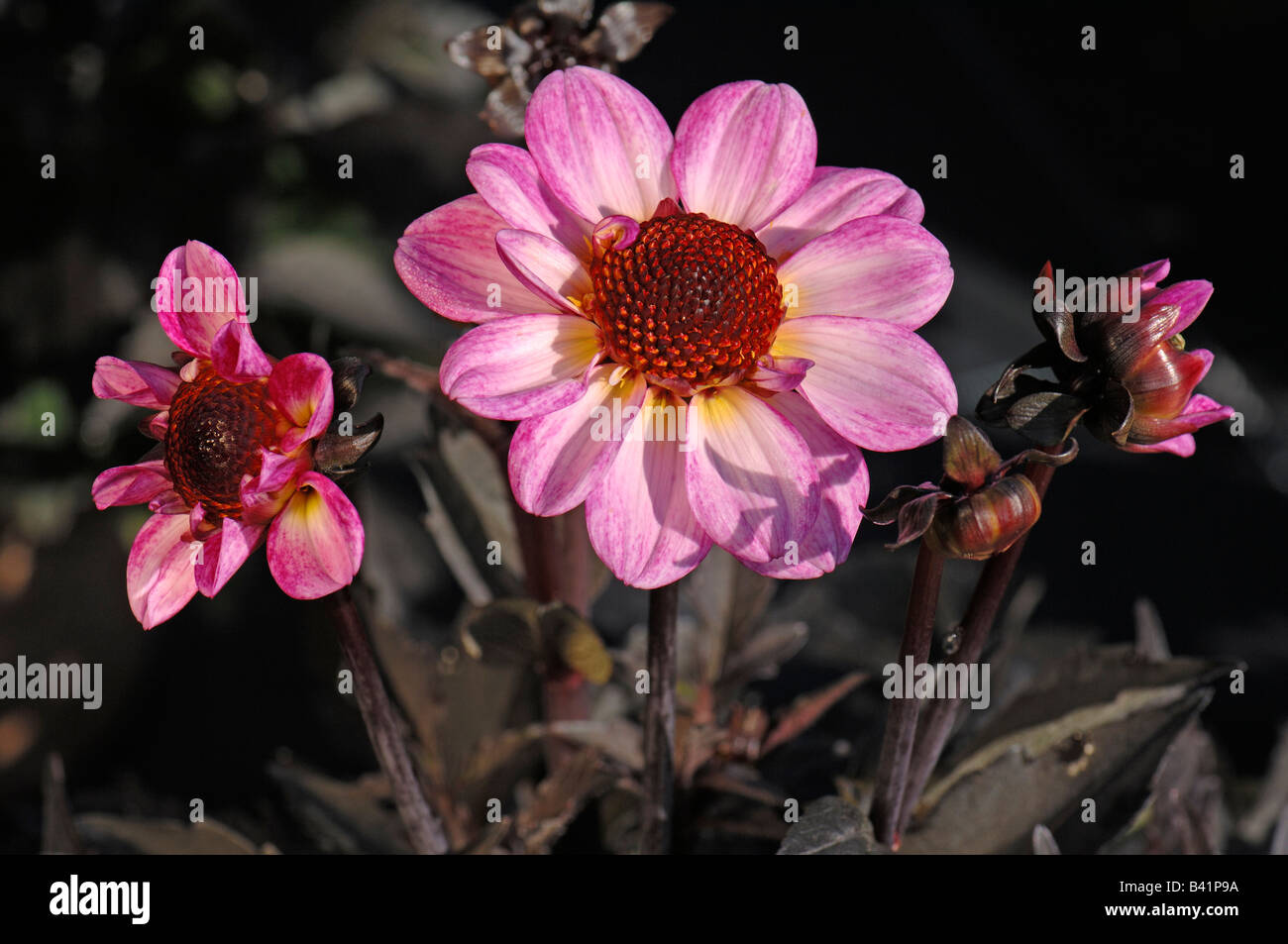 Dahlia (Dahlia sp.), variety: Dark Angel American Pie, flowers Stock Photo