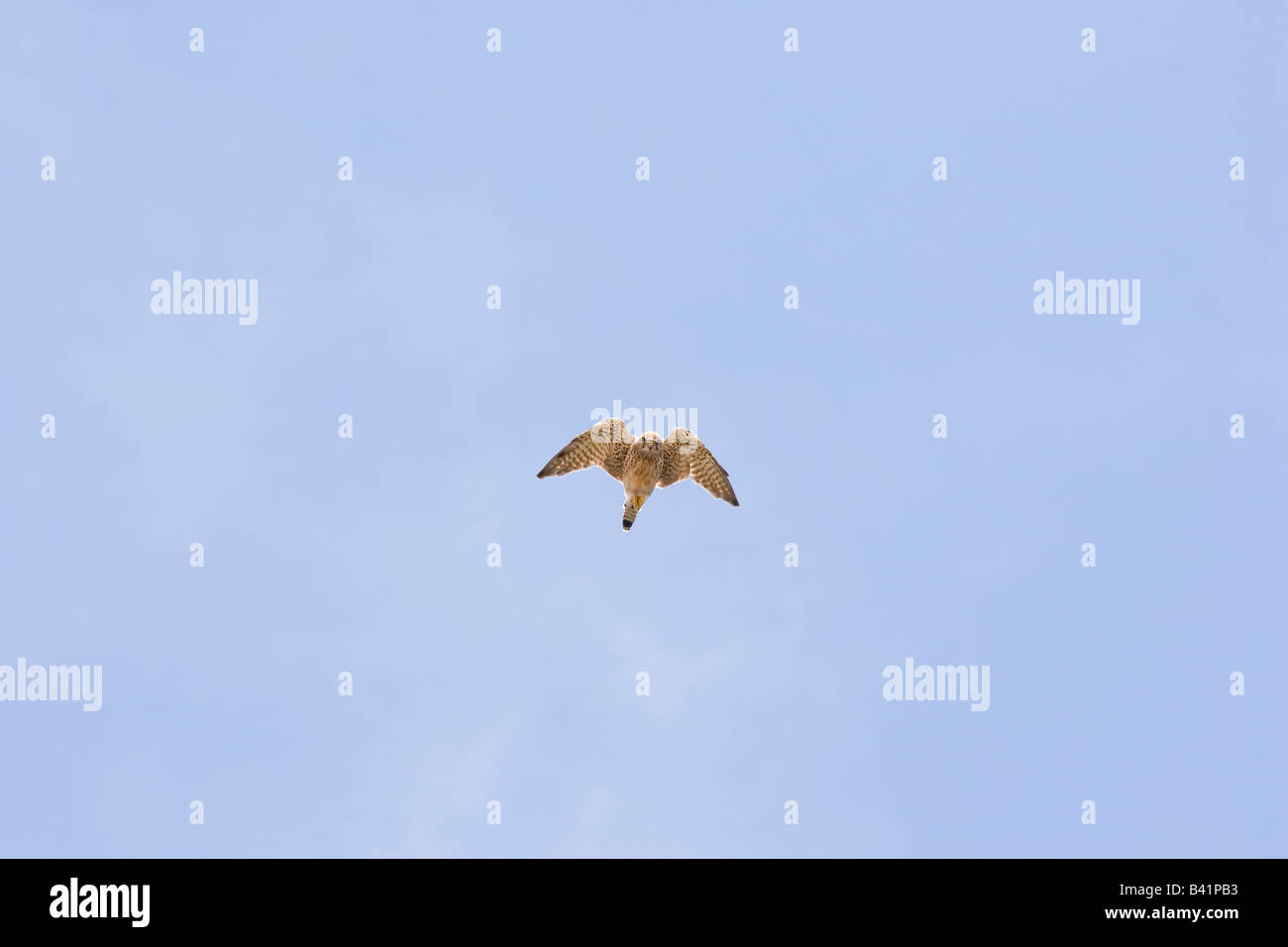 A kestrel hovering Stock Photo