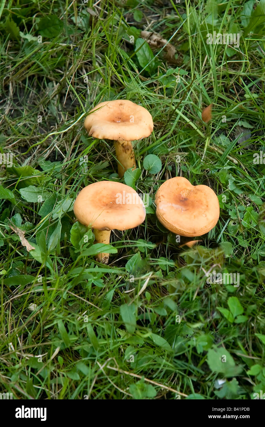 lactarius volemus mushroom Stock Photo