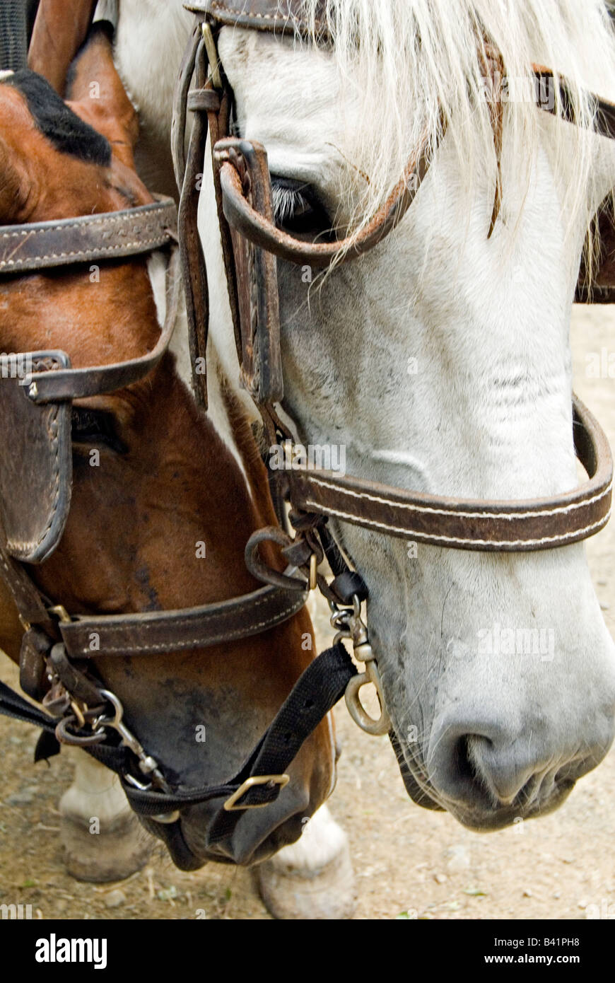 Working horses pulling a load Stock Photo Alamy