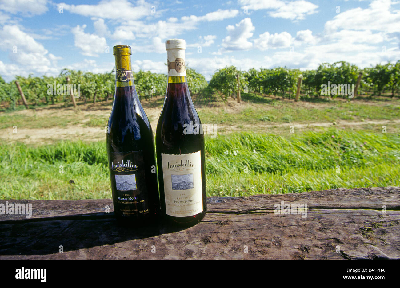 A vineyard for Inniskillin Ice Wines and a bottle of Gamay Noir and