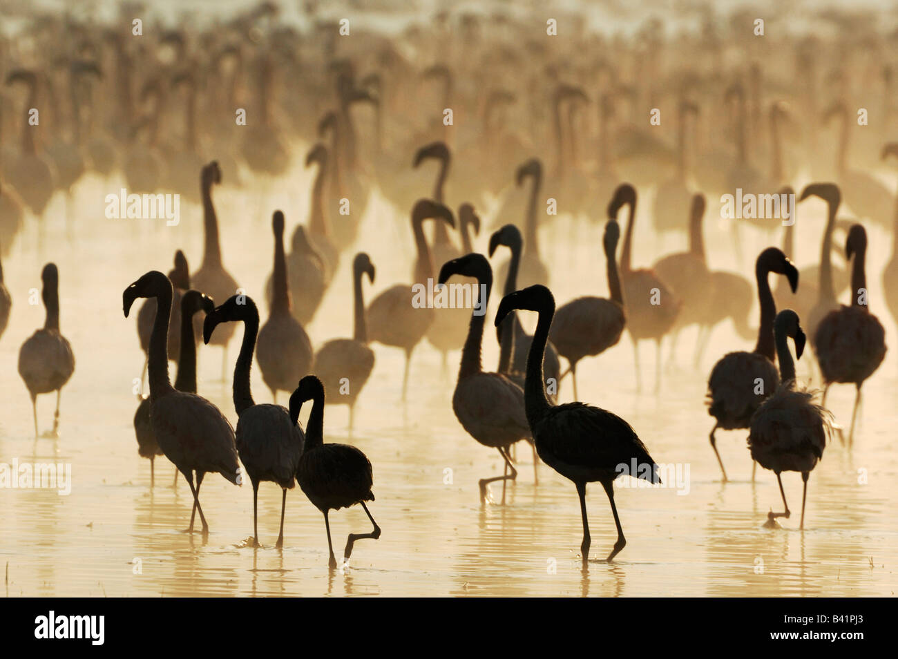 Greater Flamingo Phoenicopterus roseus and Lesser Flamingo large group at sunrise Lake Nakuru Kenya Africa Stock Photo