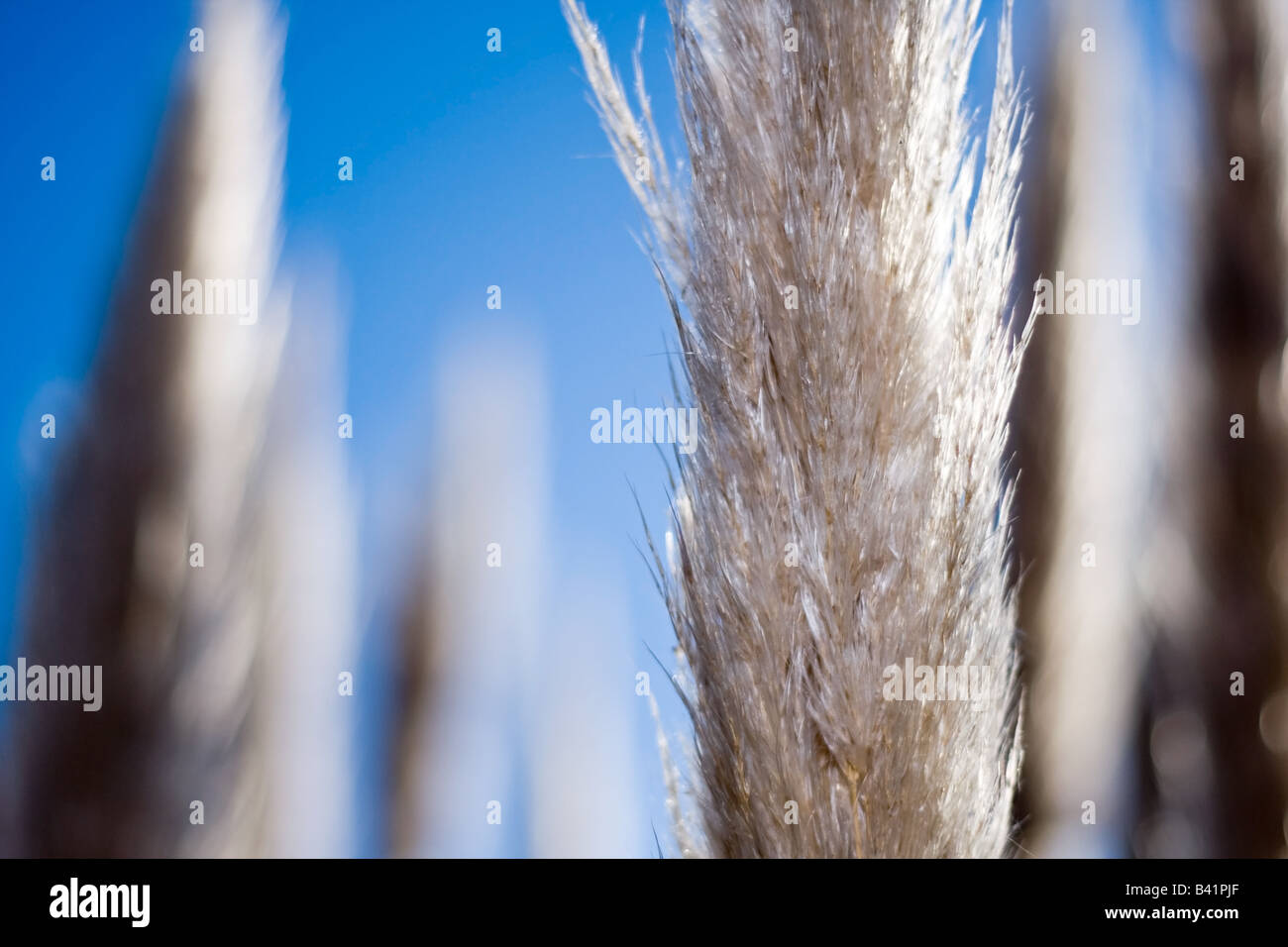 A close up photo of some pampas grass seed heads. Stock Photo