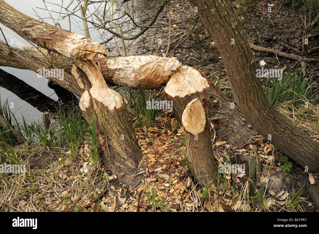 Gnaw marks at  trees at the river aare near Bern, Switzerland Stock Photo